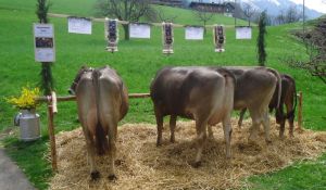 ZF Zola Windlin Stefan Kerns 73B